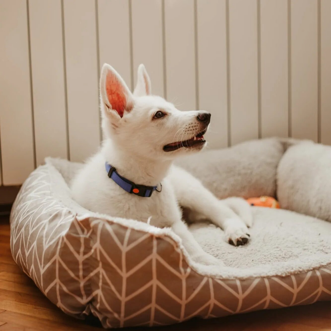 The Best Pet Bed for Your Furry Friend! | ProgPaws