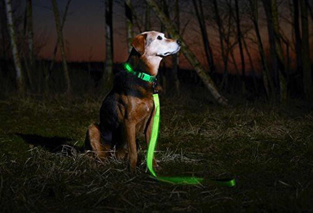 LED Dog Collar USB Rechargeable - Bright & Small (S) - 13" - 17" Neon Green