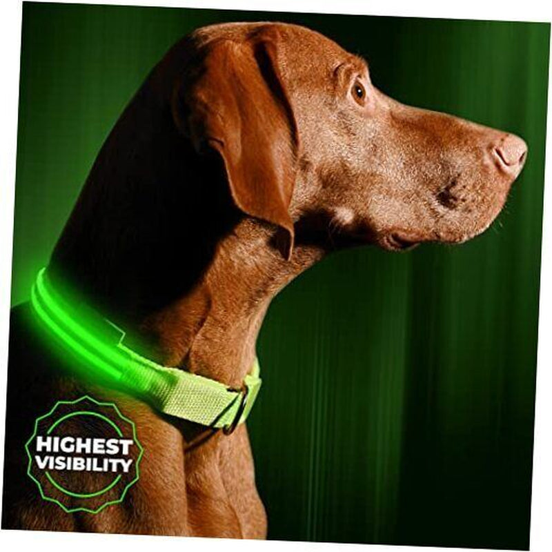 LED Dog Collar USB Rechargeable - Bright & Small (S) - 13" - 17" Neon Green