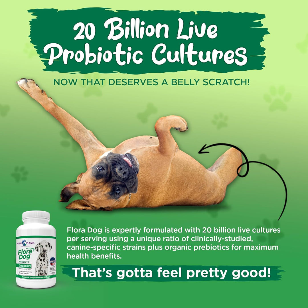 - Flora Dog Probiotic Chewable Tablets Supplement with 20 Billion Cultures and 10 Strains, High Potency Immune and Digestive Support Probiotics for Dogs, 30 Beef Flavored Chewable Tablets