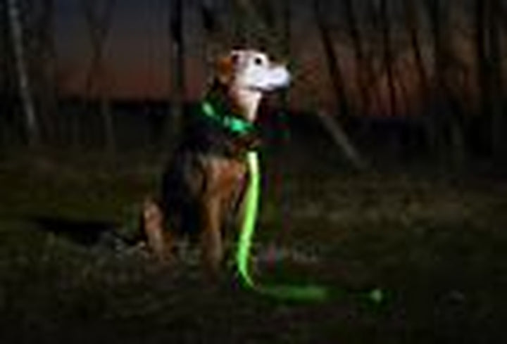 LED Dog Collar USB Rechargeable - Bright & Small (S) - 13" - 17" Neon Green